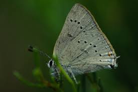 Image result for Satyrium sceptrum