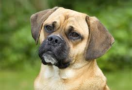 Puggle Dog Breed Information Pictures Characteristics