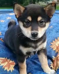 Black And Tan Teacup Shiba Inu Puppy Lexi Shiba Inu Puppy For Sale In Glenmont Oh Buckeye Puppies Puppies Shiba Inu Puppy Poodle Puppy