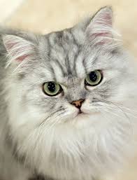 Detection of infectious agents such as pif, calicivirus, fiv or felv allows breeders to manage their. Cat Polycystic Kidney Disease Pkd Dna Test Ddc