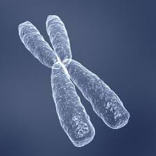 Human Chromosome X Dna Helix 3d Model Dna Helix 3d Model Chromosome