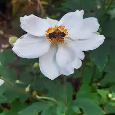 Image result for Anemone transvaalensis