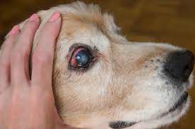 Cataracts In Dogs | Vca Animal Hospital
