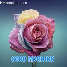Morning is a magical time if you can plan a day, a week or a. Good Morning Images Latest 2021 Hd Free Download Helo Status