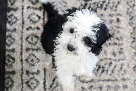 We did not find results for: 5 Best Sheepadoodle Breeders In California 2021 We Love Doodles