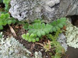 Image result for Asplenium rutifolium