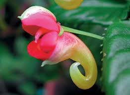 Image result for Impatiens zombensis