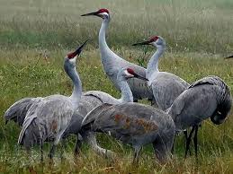 Check spelling or type a new query. Our Sandhill Cranes Are Back Galveston Tx Galveston Com