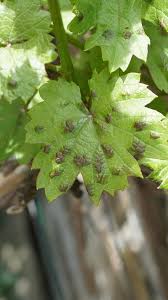 Image result for Colomerus vitis