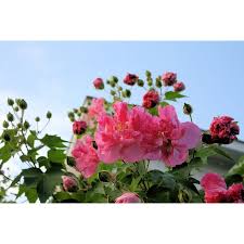 Image result for Hibiscus mutatus