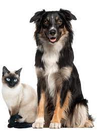 Check out our pet supplies selection for the very best in unique or custom, handmade pieces from our shops. Pet Food Supply Store Springfield Mo All Pet Supplies Equine Center