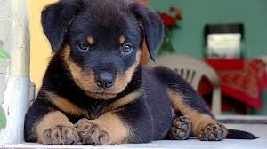 These lovable, energetic rottweiler puppies grow into intelligent and courageous working class the rottweiler also served heavily in wwi as a police and security dog. Potty Train Housebreak Your Rottweiler Puppy Rottweilerhq Com