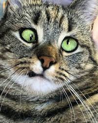 We Ve Fallen In Love With Olive The Cross Eyed Cat Cross Eyed Cat Cats Cross Eyed