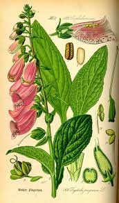 Het vingerhoedskruid of ook wel digitalis genoemd heeft dikke trossen bloemen. Vingerhoedskruid Digitalis Purpurea Botanische Tekening Botanische Tekeningen Botanische Illustratie