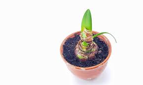 Aufgrund ihrer herkunft von der südhalbkugel blühen sie im winter und verlieren ihre blätter nicht über den sommer. Amaryllis Uberwintern Selbst De