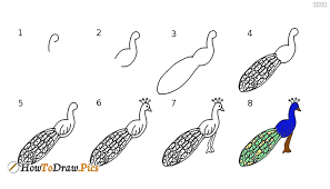 Simple and step by step procedure for drawing a beautiful peacock. How To Draw A Peacock Step By Step Drawing Tutorials