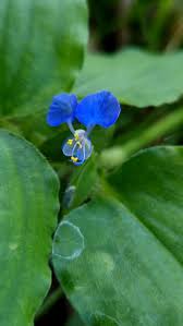 Image result for Commelina petersii