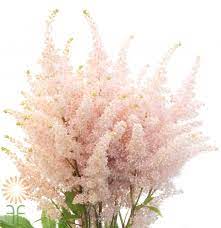 Light Pink Astilbe L Wholesale Flowers Diy Wedding Flowers Wholesale Flowers Astilbe Flower Light Pink Flowers