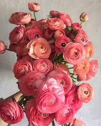 Ranunculus Salmon Elegance Flowers Flower Delivery Pretty Flowers