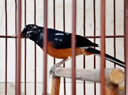 Nov 26, 2020 · baca juga: 4 Ciri Ciri Burung Murai Batu Kalimantan Super Terkini Update 2017