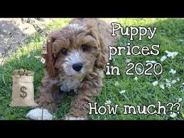 Maybe you would like to learn more about one of these? How Much Does A Cavapoo Cost In 2020 Youtube