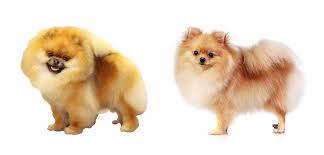 Todo Sobre El Pomerania Pomeranian Beauty