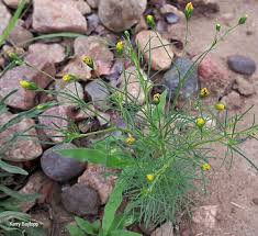 Image result for Schkuhria pinnata