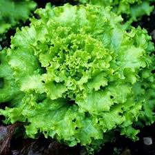 Image result for Lactuca ugandensis