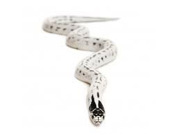 murkett, marvin, team, ben on amazon.com. Pin On Pets