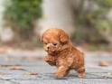 Teacup and Toy Poodle Puppies | Teacup Puppies & Boutique