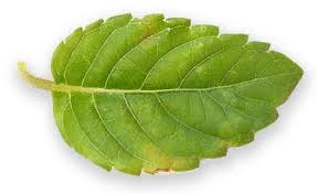 Image result for Platostoma sp. no. 2