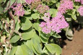 Maybe you would like to learn more about one of these? Hylotelephium Spectabile Showy Stonecrop Butterfly Stonecrop Succulent Ornamental With Alternate Green Toothed Leaves And Small Pink Flowers In Branched Flat Topped Cymes Stock Photo Picture And Royalty Free Image Image 58153569