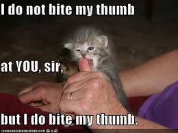It S A Shakespeare Thing Cats Cutie Patootie Animals