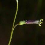 Image result for Schwenckia