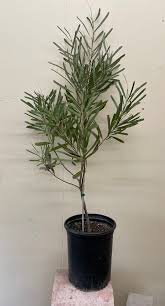 Image result for Hakea