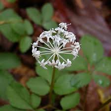 If you want to know how to say ginseng in kannada, you will find the translation here. Ginseng Facts And Health Benefits