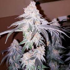 The leds really complement the hps lamp. Led Hps Mix For 4x4 Grow Rollitup