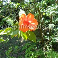 Image result for Pereskia