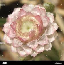 Image result for Helichrysum argyrosphaerum