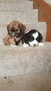 They prefer to be indoors and, while often docile and. 350 Shih Tzu Cocker Spaniel Mix Puppies For Sale Detroit Mi Shoppok