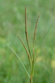 Image result for Coelorachis