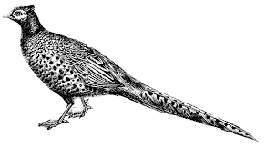Pheasant Clipart Etc Black And White Lines Line Art Pheasant