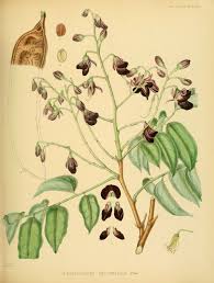 Image result for Pericopsis elata