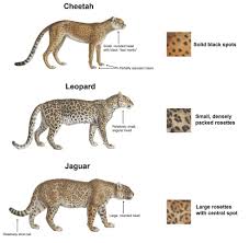 Jaguar Leopard Cheetah African Leopard Jaguar Leopard Panther Leopard