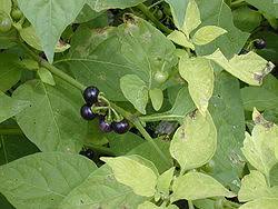 Image result for Solanum litoraneum