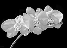 Our exotic orchids for sale starts at rs 699. White Orchid Flowers Black And White Greeting Card For Sale By Jennie Marie Schell