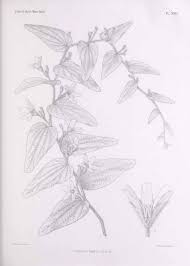 Image result for Cucumis hirsutus