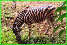 Kebun binatang di gaza | foto: 20 Hewan Yang Ada Di Kebun Binatang Bandung Dunia Fauna Hewan Binatang Tumbuhan Dunia Fauna Hewan Binatang Tumbuhan