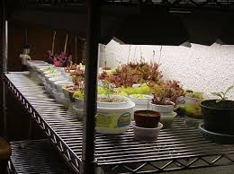 Fluorescent Indoor Plant Lighting Icps