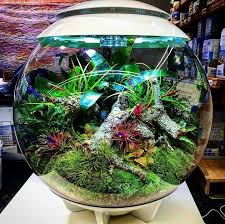 Epingle Par Mohamed Fazeel Sur Biorb Air Paludarium Jardins Plante